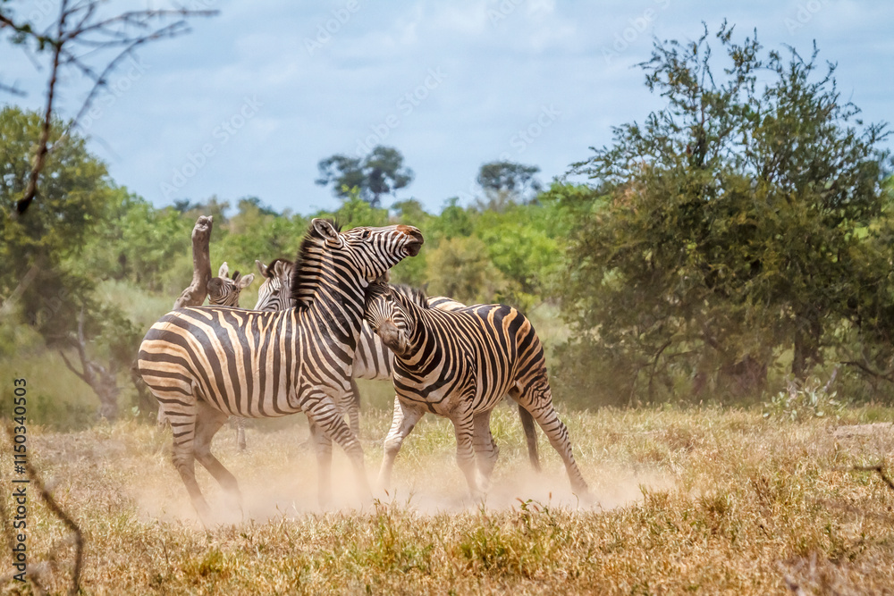 Obraz premium Two Plains zebras fighting in Kruger National park, South Africa ; Specie Equus quagga burchellii family of Equidae