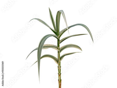 Arundo donax or Spanish cane plant isolated on white background