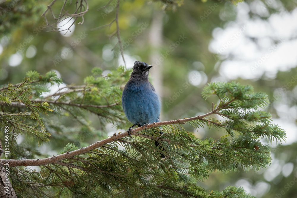 Obraz premium Mt Rainer Blue Bird