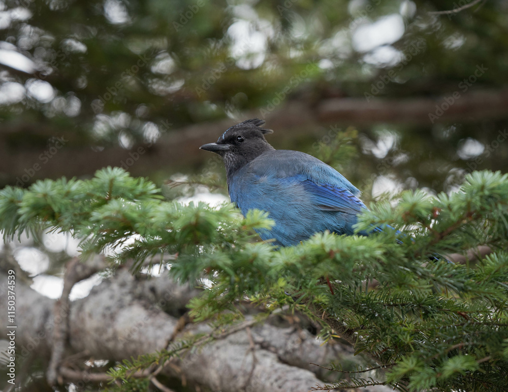 Obraz premium Mount Rainer Blue Bird