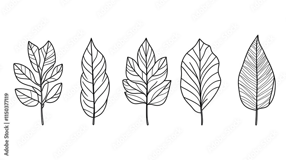 Fototapeta premium Five Line Drawings of Different Leaf Designs