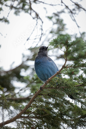 Mount Rainer Blue Bird