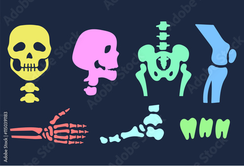 Colorful X ray skeleton bones skull foot finger leg tooth isolated set. Vector flat cartoon graphic illustration