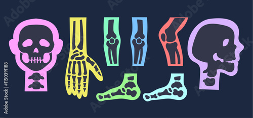 Colorful X ray skeleton bones skull foot finger leg tooth isolated set. Vector flat cartoon graphic illustration