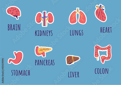 Internal organ human anatomy stickers isolated concept. Vector design graphic illustration