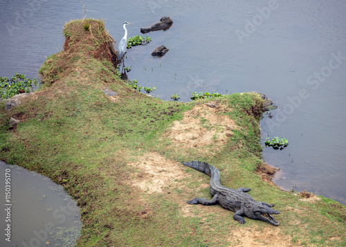 Crocodile and heron bird on the river bank, Chobe National Park, Botswana, Africa photo