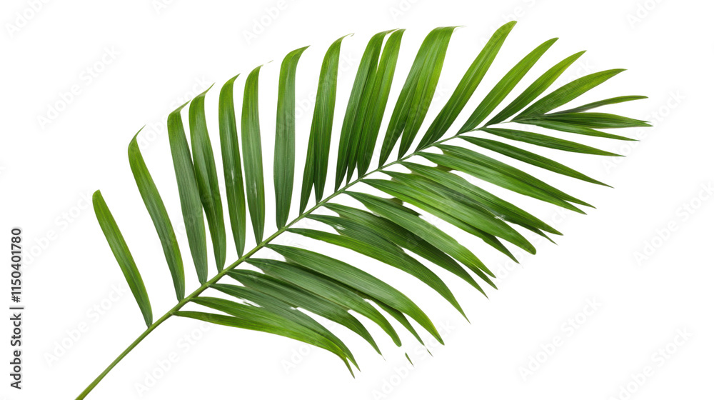 Obraz premium Large palm leaf, transparent background