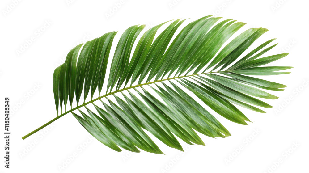 Fototapeta premium Large palm leaf, transparent background