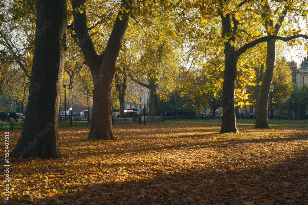 Fototapeta premium Autumn Sunlight Illuminates Golden Leaves In A City Park