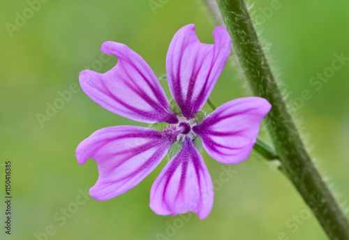 peaceful flowers and natural environment in nature