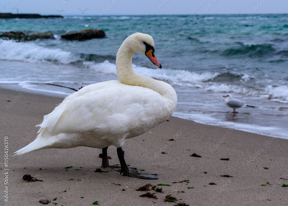 Mute swan Cygnus olor - adult white waterfowl swan resting on the beach of the Black Sea, Ukraine Mute swan Cygnus olor - adult white waterfowl swan resting on the beach of the Black Sea, Ukraine