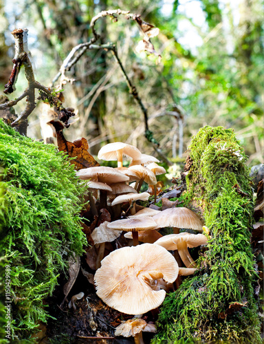 Woodland fungi on a mossy tree. Fungus, mushroom and Toadstool image. 