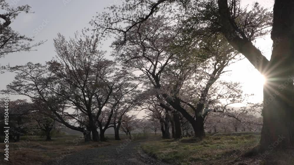 福島県 笹原川千本桜 福島県 笹原川千本桜