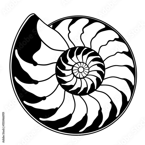 illustration of a seashell