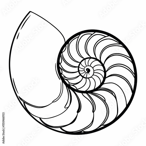 shell illustration