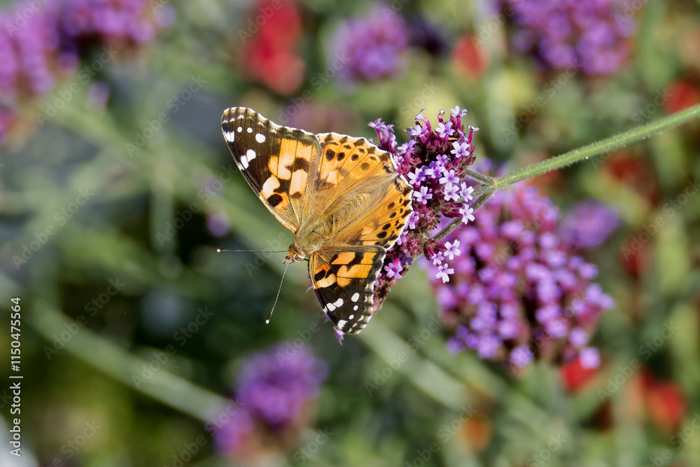 Obraz premium Painted Lady (Vanessa Cardui) Butterfly perched on purple flower in Zurich, Switzerland