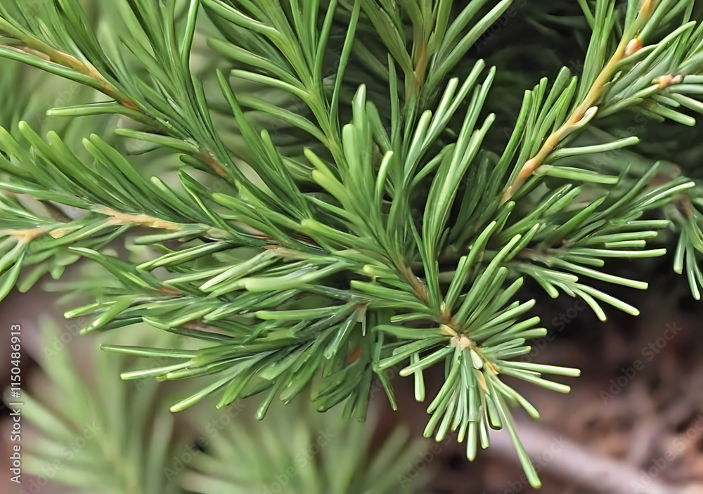 Dark Green Juniper Foliage Has A Smooth, Even Texture Near The Stem Of The Plant. Dark Green Juniper Foliage Has A Smooth, Even Texture Near The Stem Of The Plant.