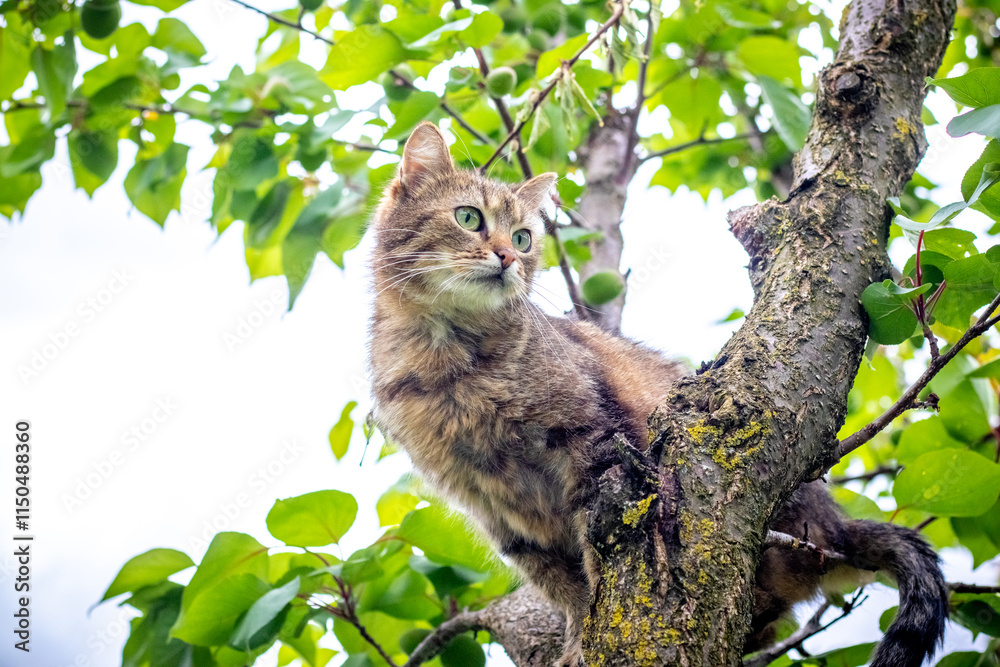 brown playful cat on a tree among green leaves brown playful cat on a tree among green leaves