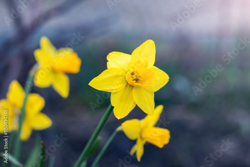 Yellow daffodils in the garden on a blurred dark background