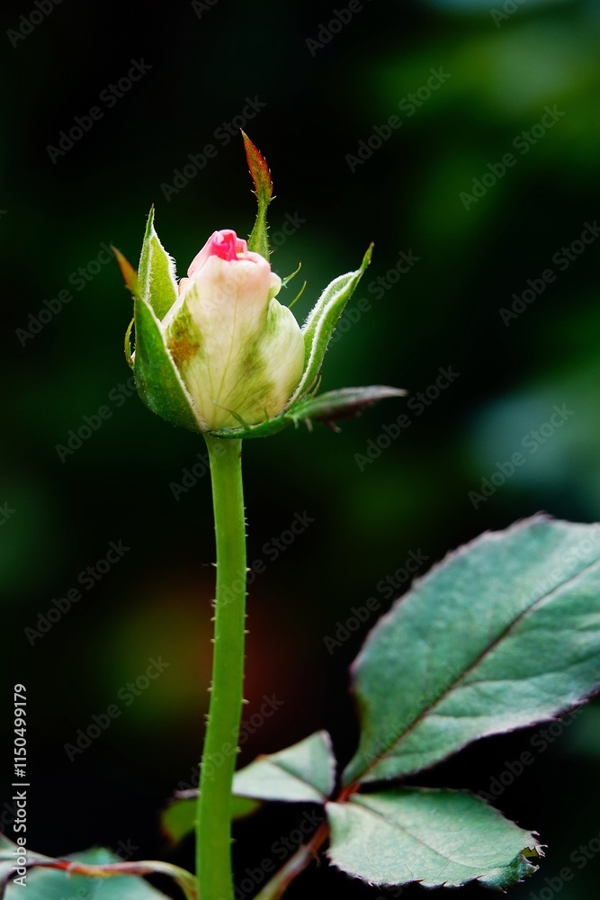 A beautiful rose in full bloom, surrounded by blurred greenery. The delicately layered petals reveal bright, warm colors, with natural gradations. A beautiful rose in full bloom, surrounded by blurred greenery. The delicately layered petals reveal bright, warm colors, with natural gradations.