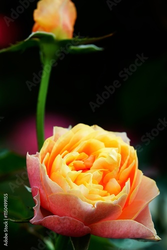 A beautiful  rose in full bloom, surrounded by blurred greenery. The delicately layered petals reveal bright, warm colors, with natural gradations.