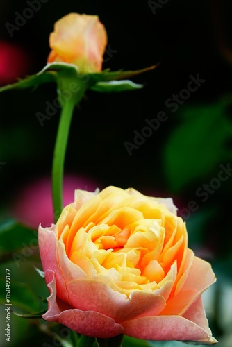 A beautiful  rose in full bloom, surrounded by blurred greenery. The delicately layered petals reveal bright, warm colors, with natural gradations.