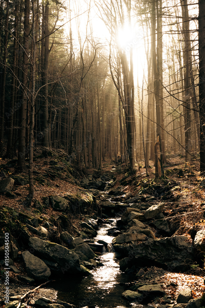 Φωτογραφία The sun is brightly shining through the lush trees in the woods