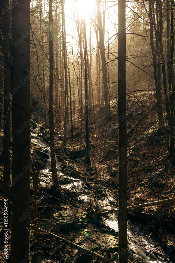 Φωτογραφία The bright sun is shining beautifully through the trees in the forest
