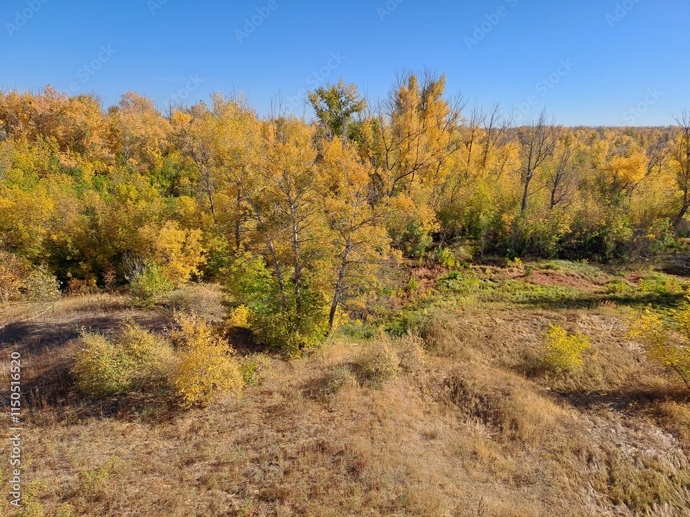 Fototapeta premium autumn in the forest