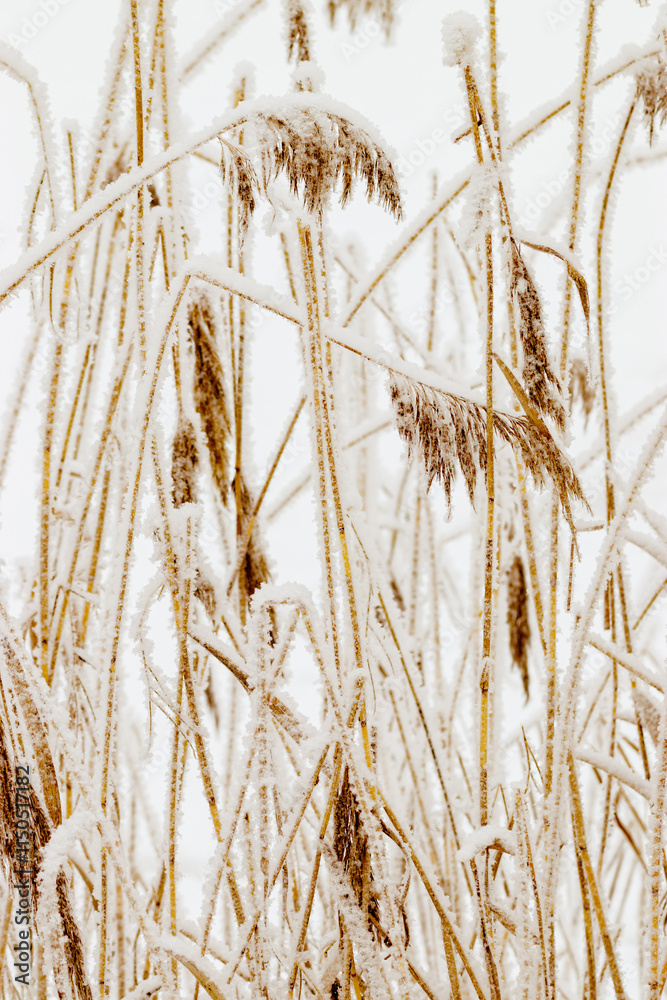 Fototapeta premium Closeup of frost-covered pampas grass on light white background. Icy textures and natural elegance of frozen plants as serene tranquil winter atmosphere. Snow covering of dry reeds on frozen lake