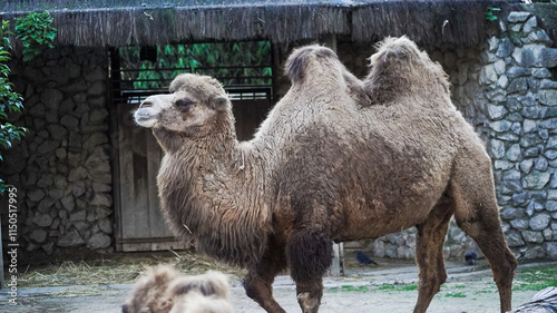 Os camelos são mamíferos adaptados a climas áridos, conhecidos pelas suas corcovas que armazenam gordura, permitindo-lhes sobreviver longos períodos sem comida e água.
