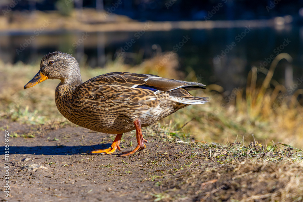 Duck near the lake in the natural environment wildlife. Female grey duck bird walking on the ground Duck near the lake in the natural environment wildlife. Female grey duck bird walking on the ground