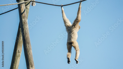 Os macacos são mamíferos primatas conhecidos pela sua inteligência, sociabilidade e habilidades motoras.  photo