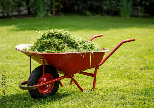 Red wheelbarrow full of freshly mown grass clippings on a lush green lawn, representing gardening and lawn care