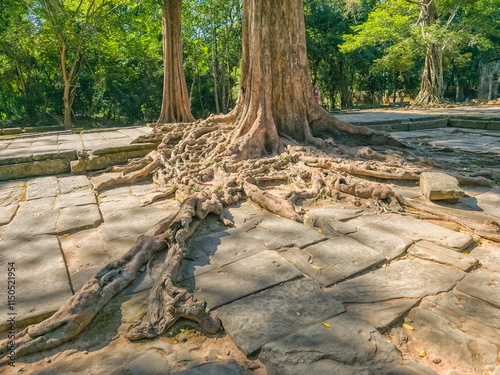 Ta Prohm Wat temple in Angkor, Cambodia