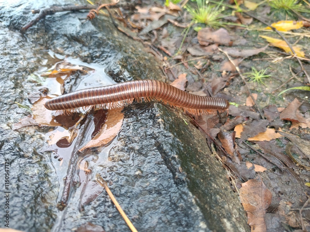 Close-Up of a Millipede on Natural Surface Close-Up of a Millipede on Natural Surface