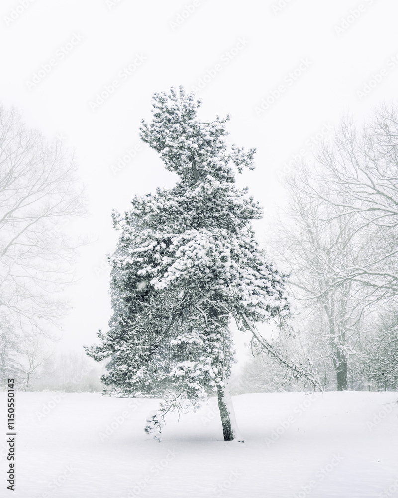 custom made wallpaper toronto digitalSnow covered pine tree