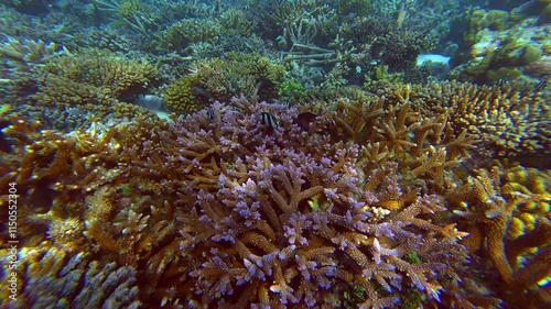 The beautiful underwater world of the Maldives with corals and fish