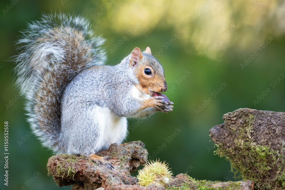Grey squirrel eating sweet chestnut fruit on a tree stump in autumn Grey squirrel eating sweet chestnut fruit on a tree stump in autumn