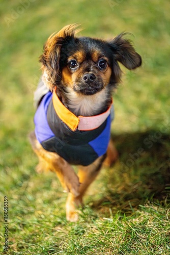 Little cute dog on the lawn