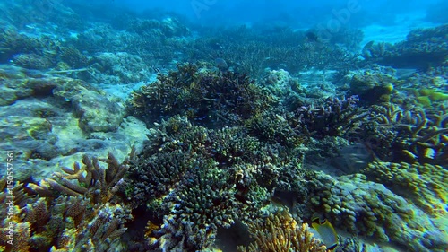 The beautiful underwater world of the Maldives with corals and fish