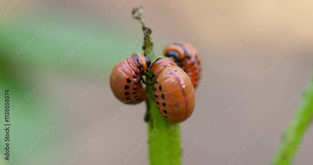 Close-up of Colorado Potato Beetle Larvae Close-up of Colorado Potato Beetle Larvae