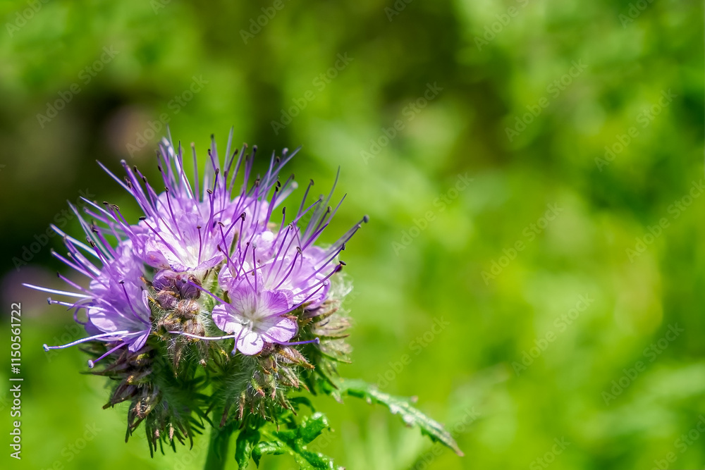 Phacelia. A flower. Purple flower from the Aquarius family. Beauty of nature. Phacelia. A flower. Purple flower from the Aquarius family. Beauty of nature.