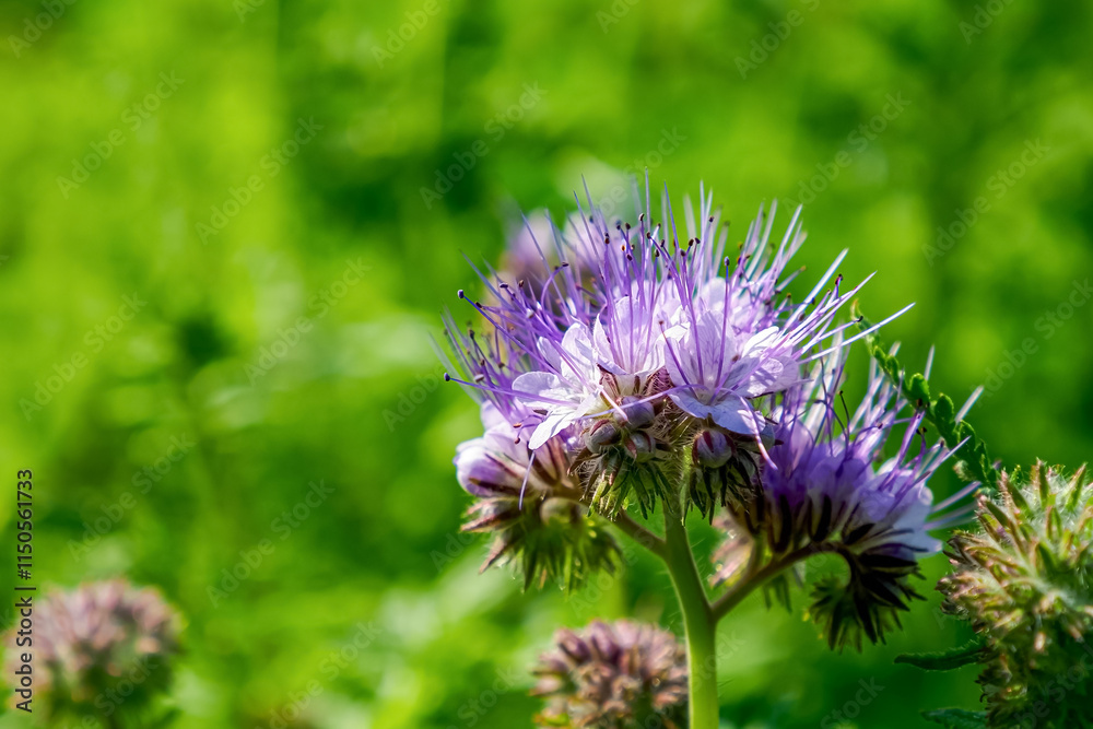 Phacelia. A flower. Purple flower from the Aquarius family. Beauty of nature. Phacelia. A flower. Purple flower from the Aquarius family. Beauty of nature.