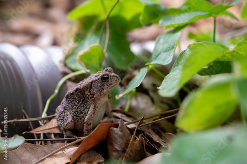 Warty Toad Sitting On Leaf Litter By A Drainpipe In A Backyard