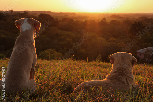 Atardecer Llanero photo