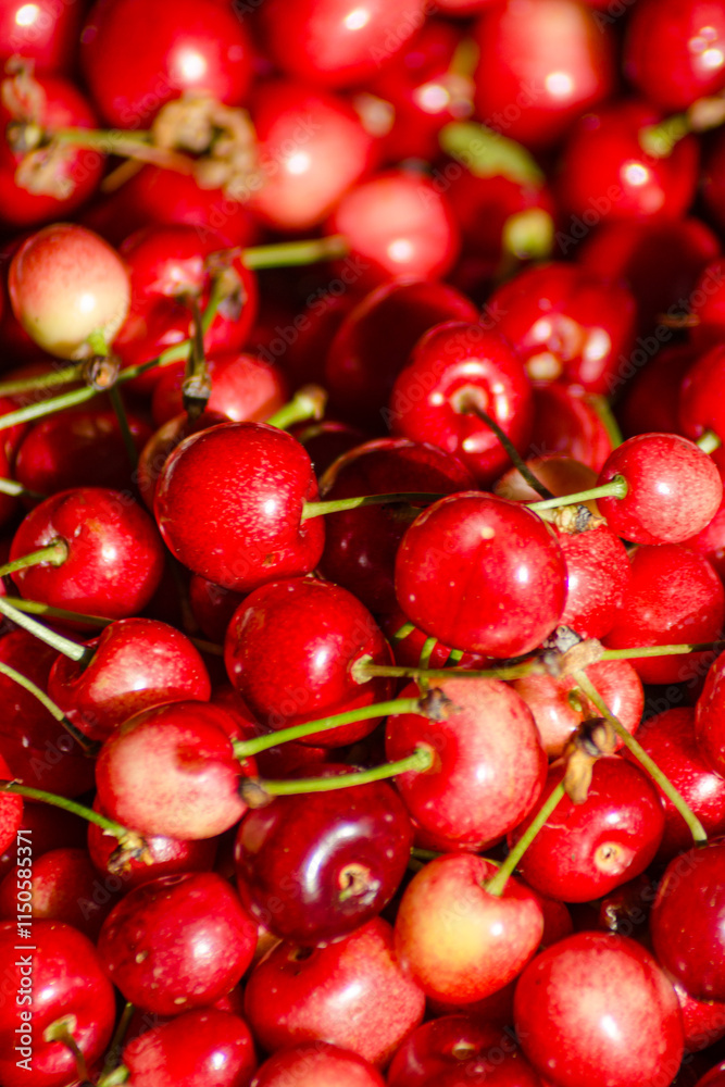 freshly harvested cherries in springtime, texture background for seasonal fruit concept freshly harvested cherries in springtime, texture background for seasonal fruit concept