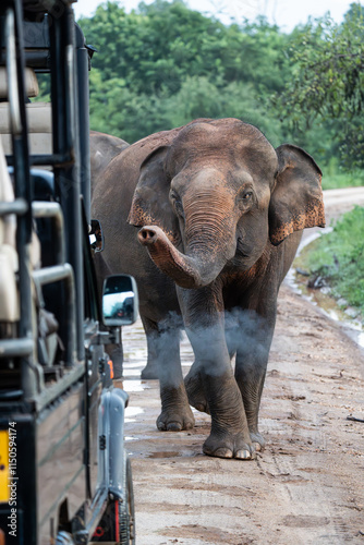 close up of an elephant in front of a car