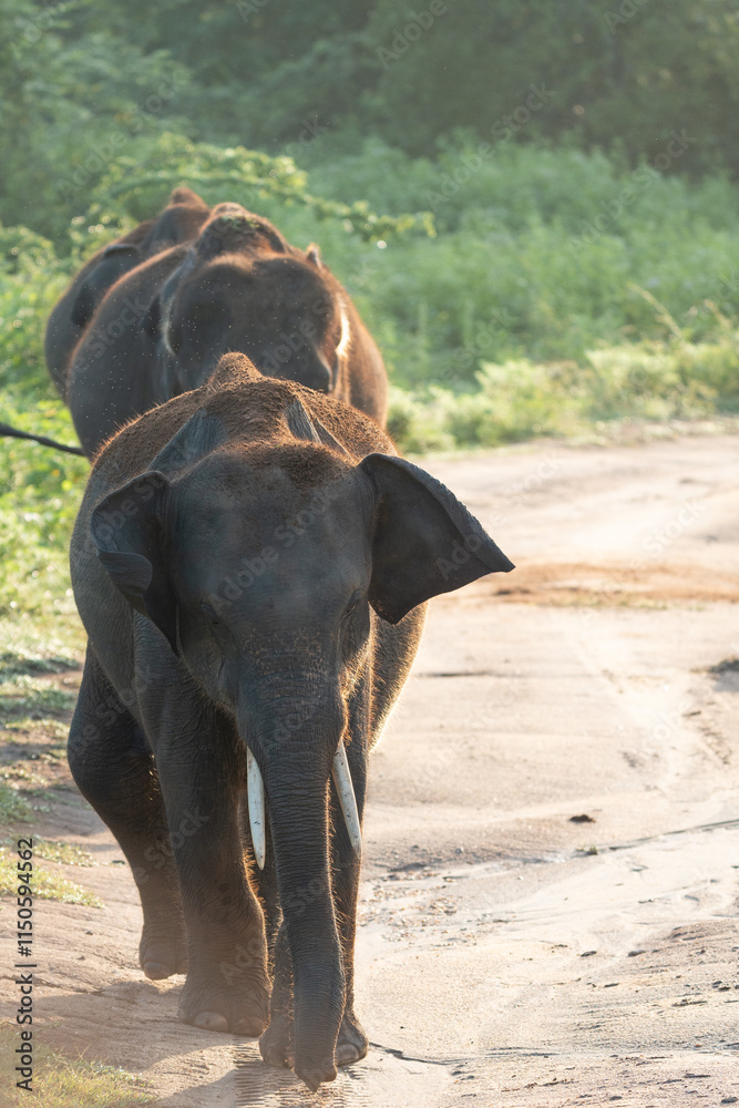 Obraz premium Elephants in National Park, Sri-Lanka