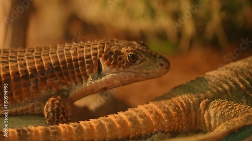 Sudan plated lizard, cute reptile. Western plated lizard or Broadley's rough-scaled plated lizard diurnal African lizard looking in to the camera. photo